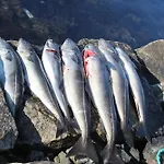 Fjordhytte-3 In Traumhafter Lage 100 Meter Vom Hardangerfjord, Motorboot Mietbar بيت للعطل *