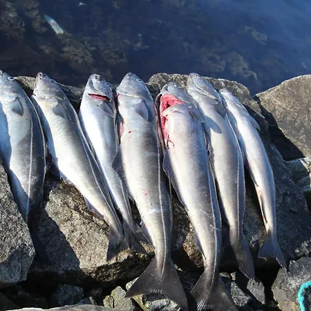 Fjordhytte-3 In Traumhafter Lage 100 Meter Vom Hardangerfjord, Motorboot Mietbar Vakantiehuis *