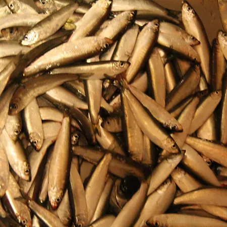 Fjordhytte-3 In Traumhafter Lage 100 Meter Vom Hardangerfjord, Motorboot Mietbar Ferienhaus Aenes